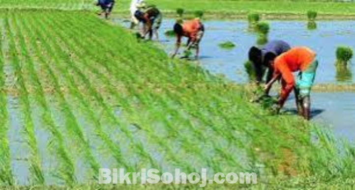 ১২.৫ বিঘা ধানি জমি বিক্রি হবে ।